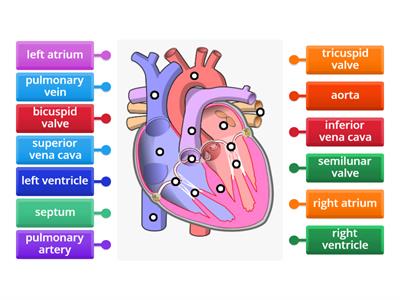 Heart structure - Senior