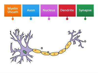 Label the Neuron