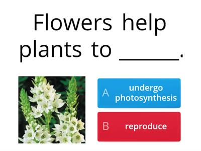 1.4 Flowers help plant to reproduce