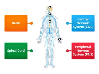 Label The Nervous System 