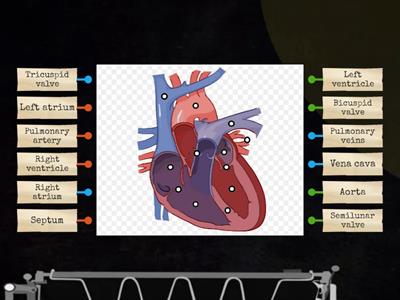 The Structure of Heart