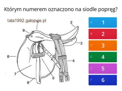 Jazda konna, co o niej wiesz?