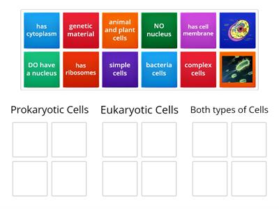 Prokaryotes vs Eukaryotes (Cells)