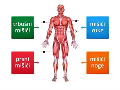 Organi za kretanje - mišići (4.r)