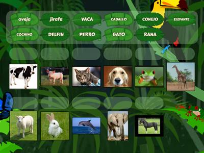 Wordwall animales - Teaching resources