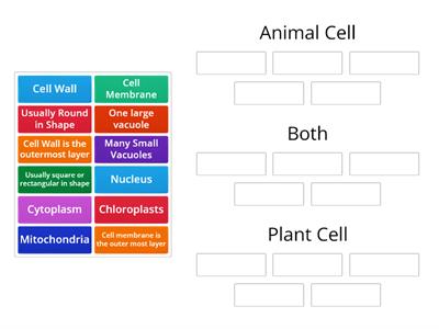 Animal Cell Vs Plant Cell