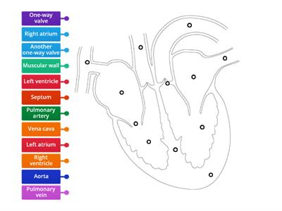 The Heart - Coordinated Biology