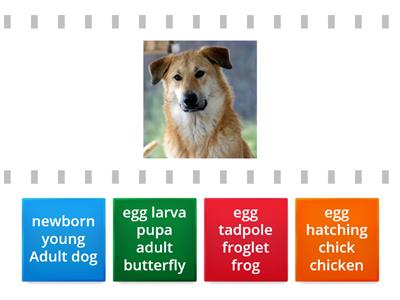  find the match  Animals  Life Cycle 1