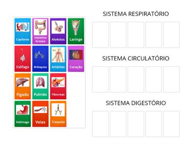  Sistemas Respiratório, Circulatório e Digestório - 19/08