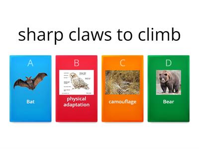 Grade 3 Animal Adaptations
