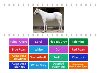 Horse Coat Colors - 2