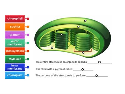 structure & function of the chloroplast