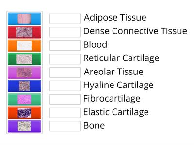 Connective Tissue Image Identification
