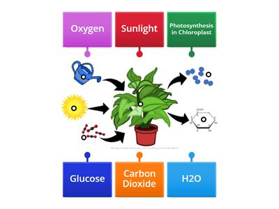 New Photosynthesis Diagram