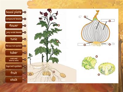 PotatoCabbageOnion - Revision