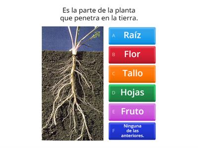 Las plantas