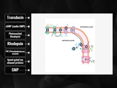 Braes AH Biology KA 1.4e photoreception proteins diagram