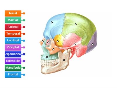 Anatomia ll