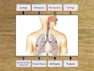 Orgãos do Sistema Respiratório