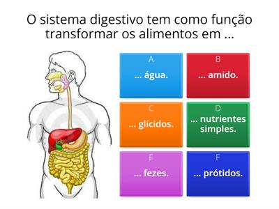 Sistema digestivo humano - 6º Ano
