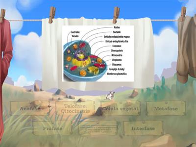 Matafase y citocinesis