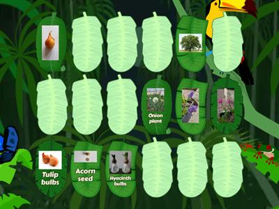 Seeds and Bulbs - Match the seeds and bulbs to the plants/ trees