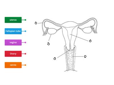 Female Reproductive Organ Labelling