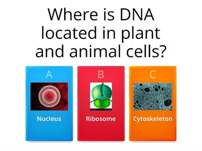 Pd 7 Organelles quiz