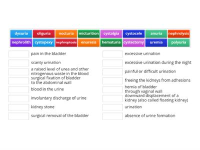 Urinary System Terms