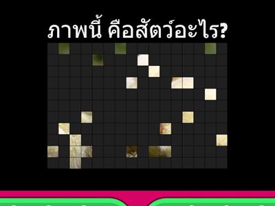 เกมนักสำรวจวัฏจักรชีวิตของสัตว์น่ารัก ครูลูกตาล