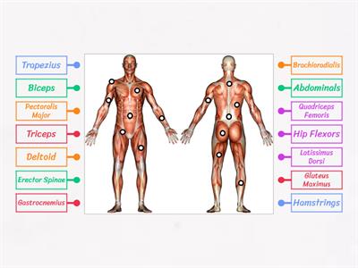 (JG) Muscular system - Label the muscles