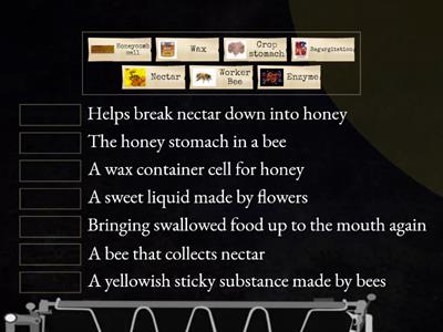 Bees Explanation Vocabulary