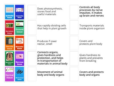 Plant and Animal tissues.