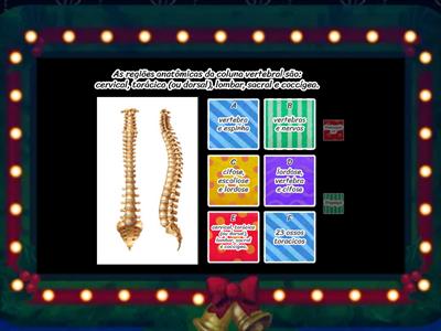  Anatomia: coluna vertebral e musculos