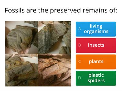 Fossils Recap