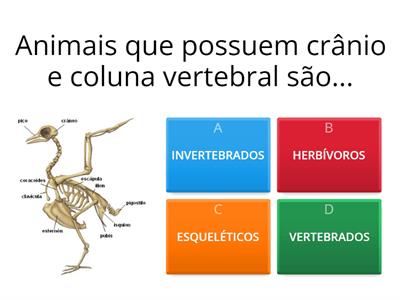 Revisão animais