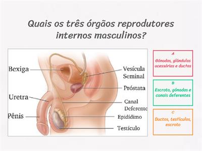 Sistema reprodutor masculino e espermatogénese