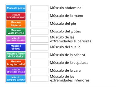 Seleccione según corresponda a los Músculos del cuerpo