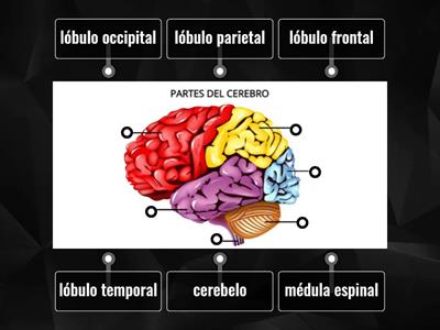 Partes de Cerebro