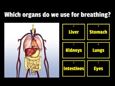 Breathing & Respiration KS3