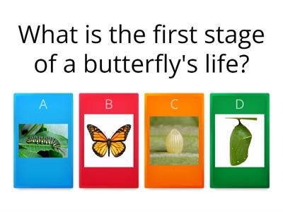 Butterfly life cycle quiz