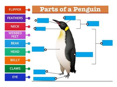 Penguins have... Label the Body Parts