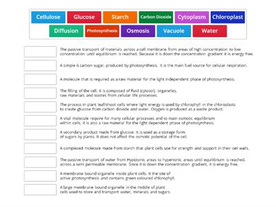 L2 Cell Bio. Photosynthesis Over view Definitions