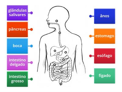 sistema digestivo 
