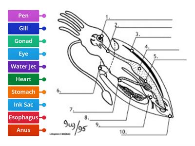 Squid Dissection Anatomy 