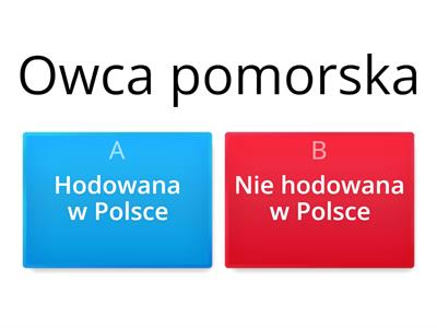 Rasy owiec - podział na hodowle polską i na świecie