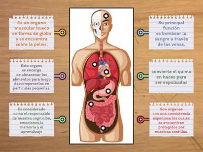 ORGANOS DEL CUERPO HUMANO