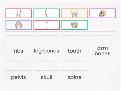 BONES (els ossos)