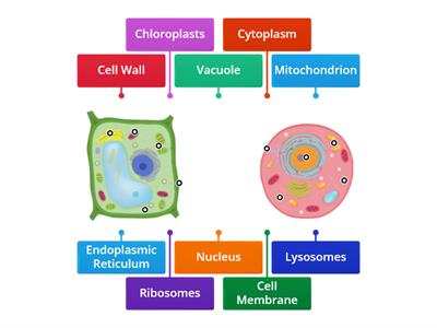 Cell labels