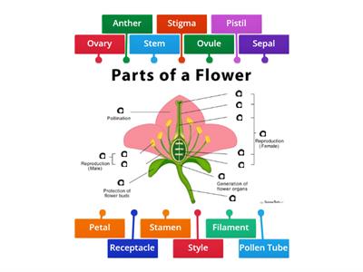 Name the parts of a perfect flower.